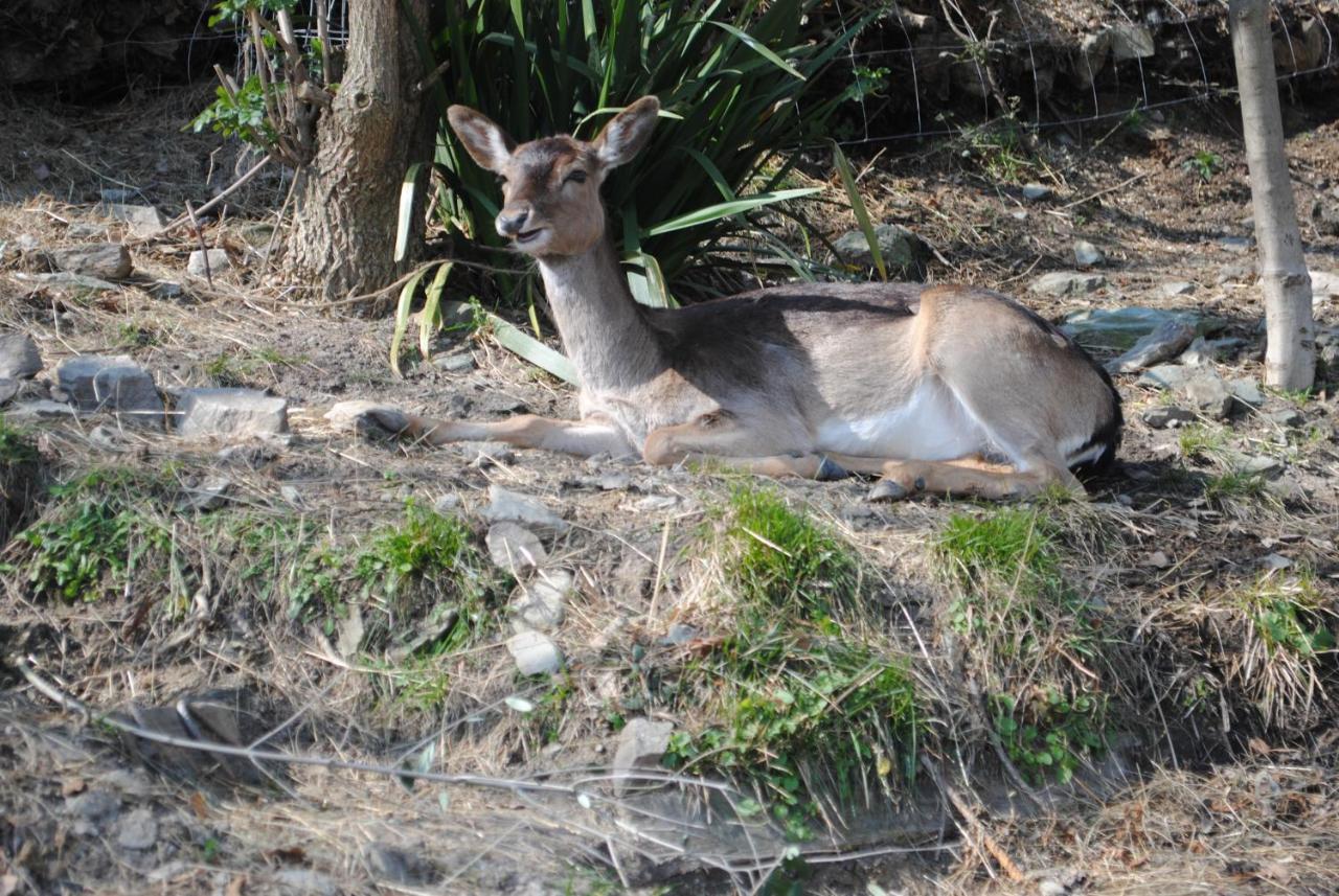 Segni E Impronta * Finale Ligure
