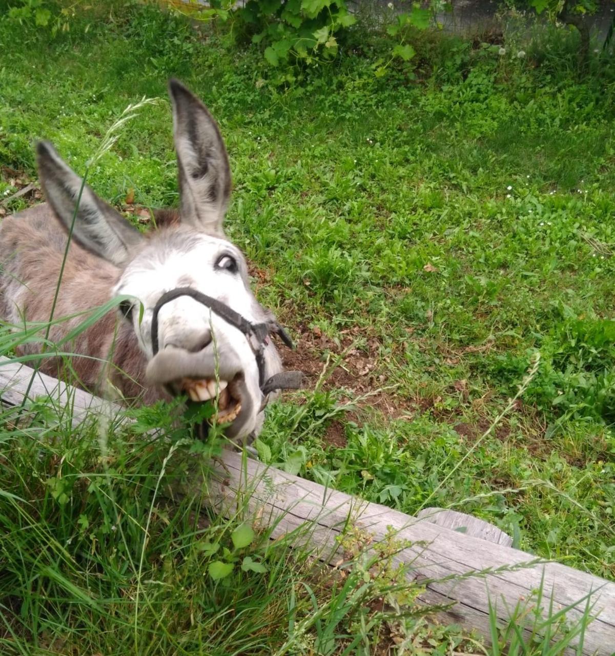 Frühstückspension Segni E Impronta